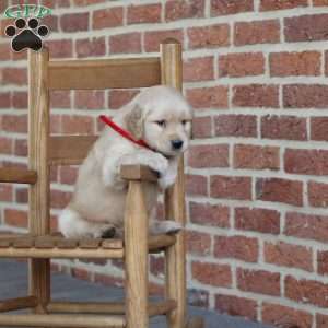 Tahlia, Golden Retriever Puppy